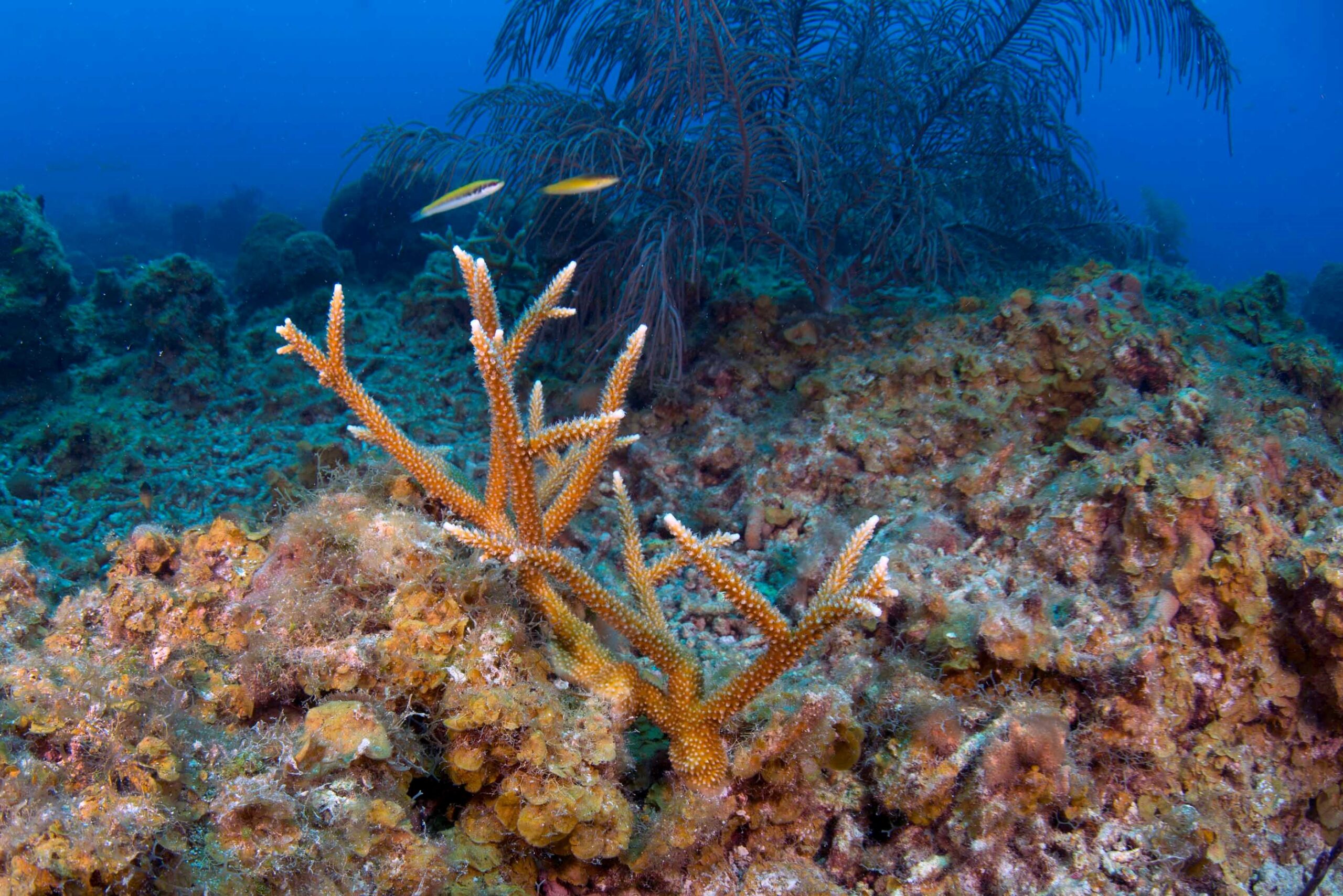 https://www.gob.mx/conanp/documentos/parque-nacional-arrecife-alacranes